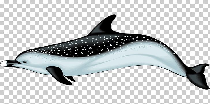 Dolphin PNG, Clipart, Boys Swimming, Cartoon, Cartoon Dolphin, Cute Dolphin, Dolphins Free PNG Download