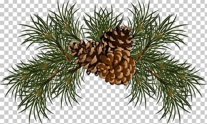Conifer Cone Conifers PNG, Clipart, Branch, Christmas Ornament, Clip Art, Cone, Conifer Free PNG Download