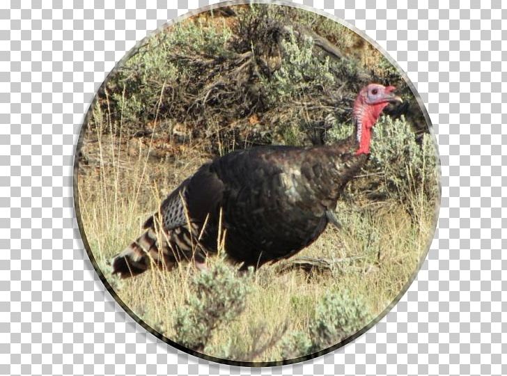 Durango Bird Domesticated Turkey Meleagrididae Animal PNG, Clipart, Animal, Animals, Bird, Colorado, Domesticated Turkey Free PNG Download