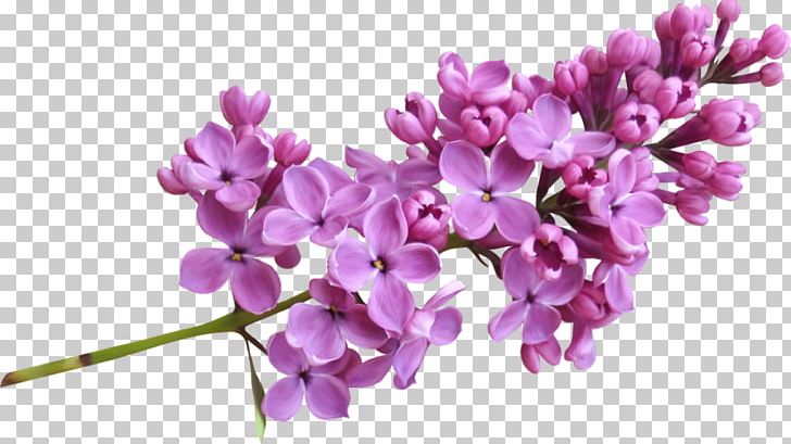 Lavender Lilac PNG, Clipart, Branch, Cut Flowers, Flower, Flowering Plant, Image File Formats Free PNG Download