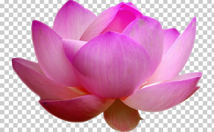 Nelumbo Nucifera Sandalwood Kannauj Pink Ittar PNG, Clipart, Aquatic Plant, Color, Flower, Flowering Plant, Ittar Free PNG Download
