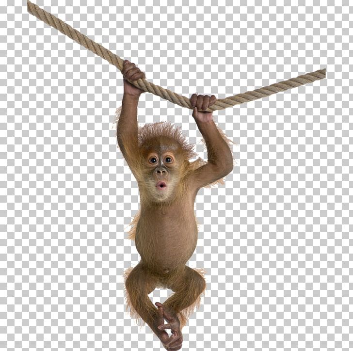 Orangutan Monkey Desktop PNG, Clipart, Animals, Computer Icons, Desktop Wallpaper, Digital Image, Download Free PNG Download