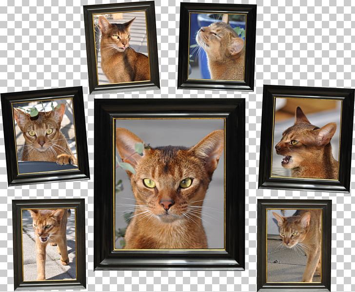 Whiskers Cat Frames Collage PNG, Clipart, Animals, Carnivoran, Cat, Cat Like Mammal, Collage Free PNG Download