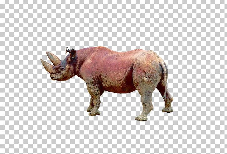 White Rhinoceros Animal Wildlife Black Rhinoceros PNG, Clipart, Animal, Animals, Bactrian Camel, Black Rhinoceros, Camel Free PNG Download