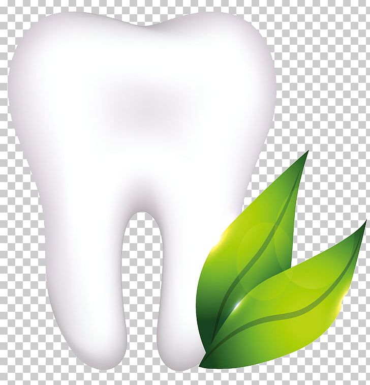 Human Tooth Dentistry Dental Implant Dental Anatomy PNG, Clipart, Amalgam, Biocompatibility, Computer Wallpaper, Dental Anatomy, Dental Floss Free PNG Download