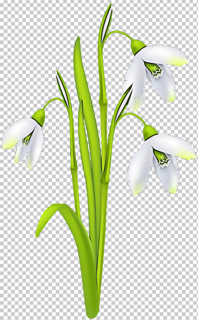 Flower Galanthus Snowdrop Plant Summer Snowflake PNG, Clipart, Amaryllis Family, Flower, Galanthus, Pedicel, Petal Free PNG Download