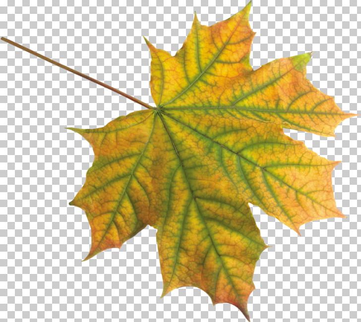 Maple Leaf PNG, Clipart, Autumn, Autumn Leaves, Deciduous, Dots Per Inch, Download Free PNG Download