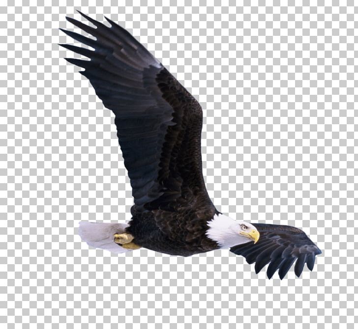Portable Network Graphics Desktop Transparency Bald Eagle PNG, Clipart, 1080p, Accipitriformes, Animals, Bald Eagle, Beak Free PNG Download