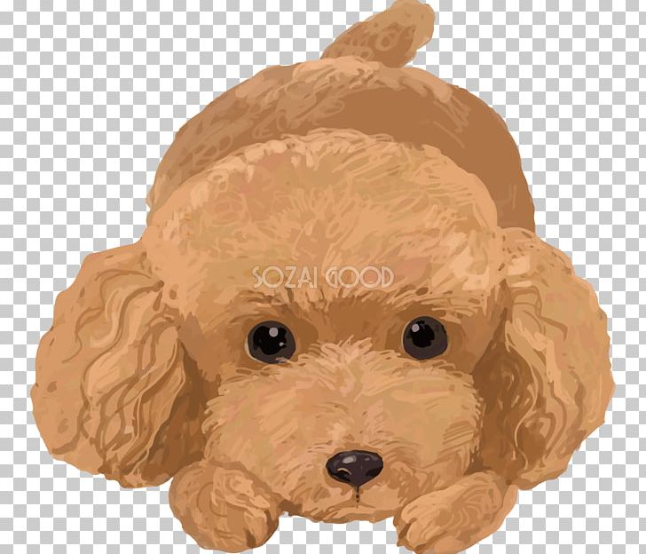 Toy Poodle Miniature Poodle Goldendoodle Cockapoo PNG, Clipart, Animals, Breed, Carnivoran, Cockapoo, Companion Dog Free PNG Download