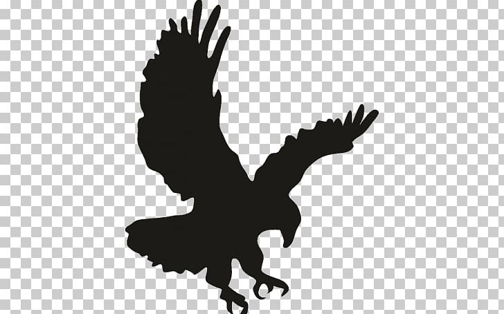 Bald Eagle Bird PNG, Clipart, Aguila, Animals, Art, Bald Eagle, Beak Free PNG Download