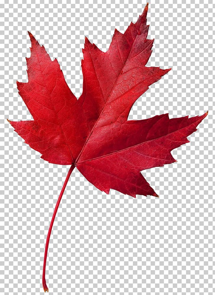 Immigration PNG, Clipart, Canada, Canadian Red Cross, Flowering Plant, Immigration, Immigration  Free PNG Download