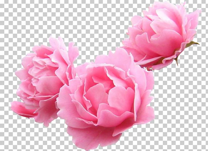 Peony Garden Roses Lilium Flower PNG, Clipart, Blog, Carnation, Clip Art, Cut Flowers, Diary Free PNG Download