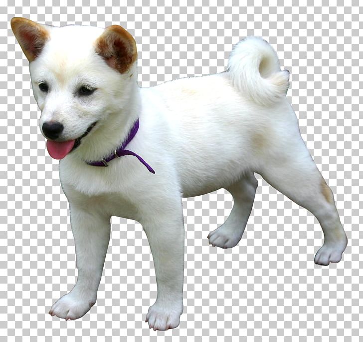 Canaan Dog Kishu Hokkaido Dog Shiba Inu Akita PNG, Clipart, Akita, Akita Dog, Animal, Animals, Canaan Dog Free PNG Download