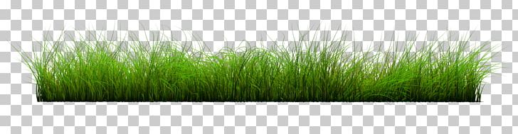Lawn Wheatgrass PNG, Clipart, Cim, Cimen Resimleri, Commodity, Grass, Grass Family Free PNG Download