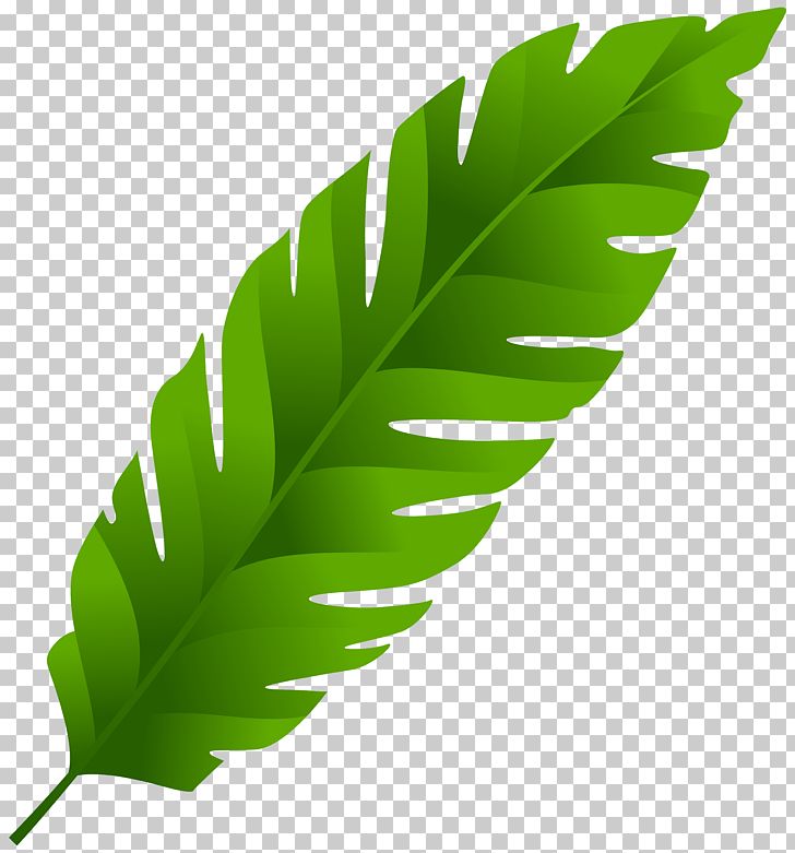 Leaf Arecaceae PNG, Clipart, Arecaceae, Banana, Banana Leaf, Clip Art, Clipart Free PNG Download