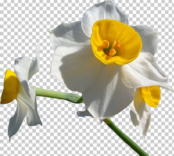 Narcissus Tazetta Narcissus Jonquilla Narcissus Papyraceus Narcissus Poeticus Narcissus Pseudonarcissus PNG, Clipart, Amaryllidaceae, Amaryllis Family, Daffodil, Flower, Moth Free PNG Download