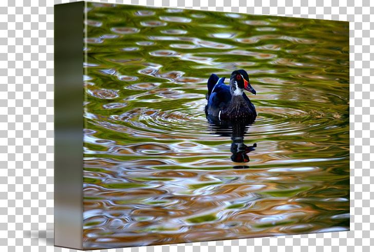 Duck Water Beak Feather PNG, Clipart, Beak, Bird, Duck, Ducks Geese And Swans, Fauna Free PNG Download
