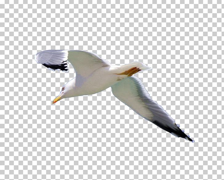 European Herring Gull Gulls Common Gull PNG, Clipart, Beak, Bird, Charadriiformes, Common Gull, Digital Container Format Free PNG Download