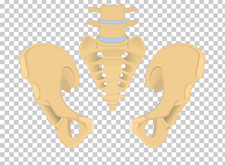 Hip Bone Pelvis Ilium Obturator Foramen PNG, Clipart, Acetabulum, Anatomy, Bone, Ear, Hip Free PNG Download