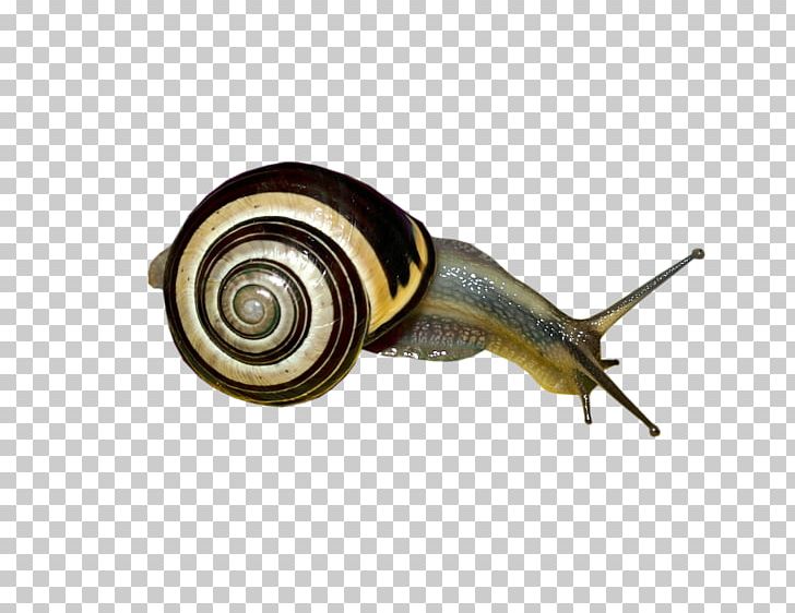 Snail PNG, Clipart, Animals, Bee, Invertebrate, Molluscs, Shell Free PNG Download