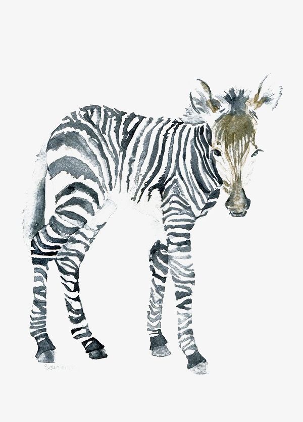 Zebra PNG, Clipart, Africa, Animal, Animals In The Wild, Backgrounds, Black Free PNG Download