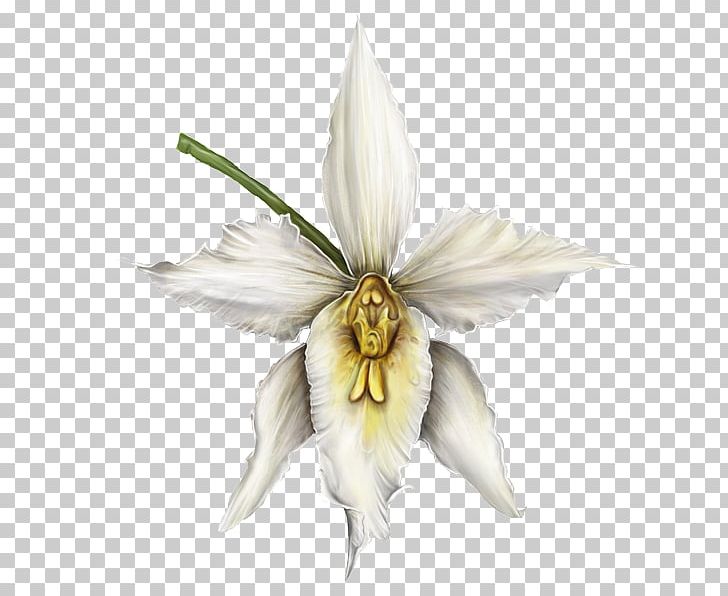 Orchids Biodiversity Plant Cundinamarca Department Rainforest PNG, Clipart, Biodiversity, Botany, Colombia, Fictional Character, Flora Free PNG Download