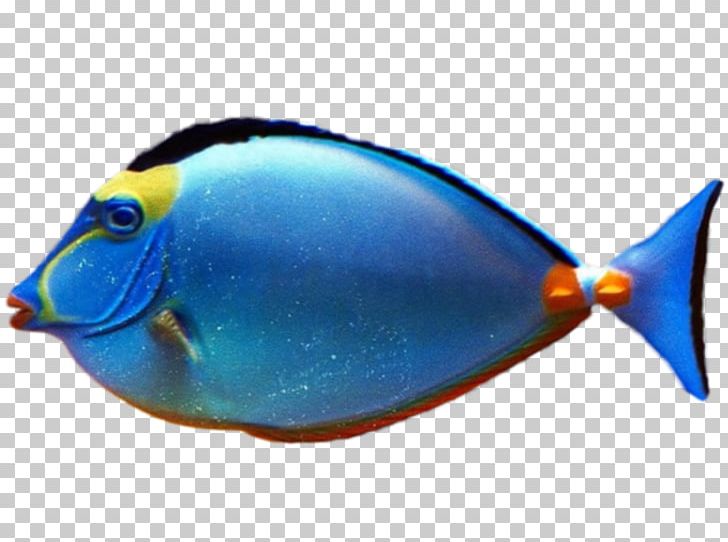 Tropical Fish Goldfish PNG, Clipart, Animals, Blue, Clip Art, Clownfish, Cobalt Blue Free PNG Download