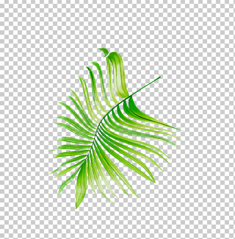 Palm Trees PNG, Clipart, Branch, Drawing, Leaf, Palm Trees, Plants Free PNG Download