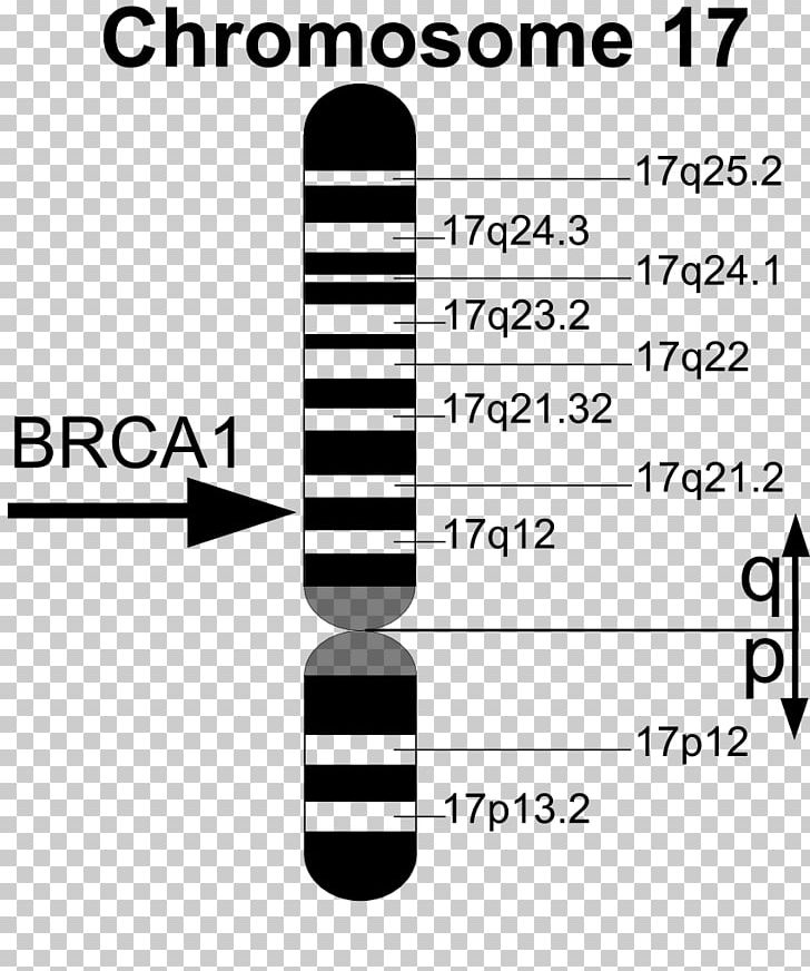 BRCA1 BRCA Mutation Gene BRCA2 PNG, Clipart, Angle, Area, Black, Black ...