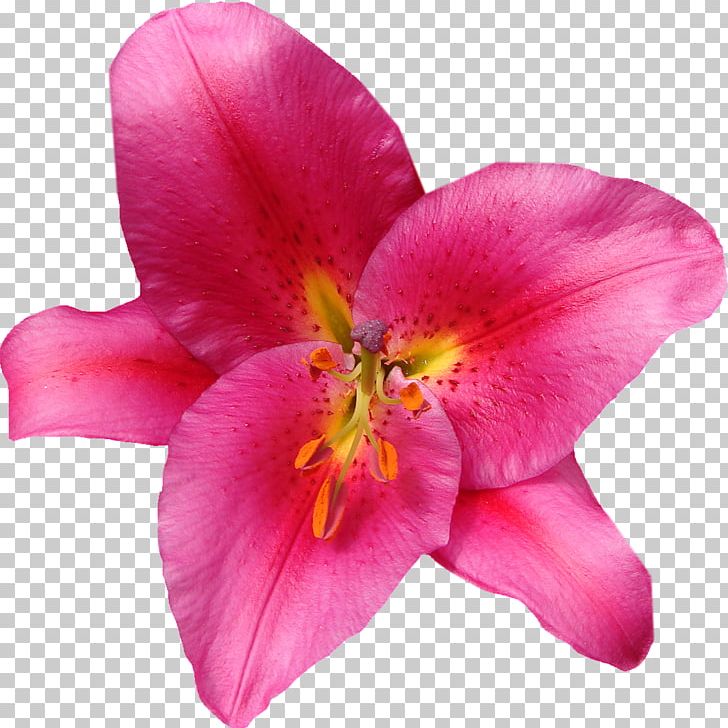 Flower Lilium Pink PNG, Clipart, Cut Flowers, Daylily, Floral Design, Flower, Flowering Plant Free PNG Download
