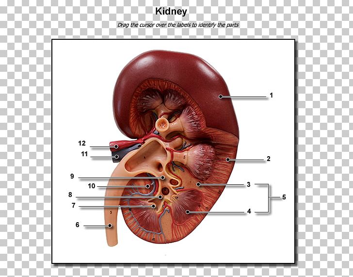 Human Body Anatomy Kidney