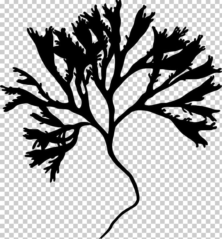 Seaweed Algae PNG, Clipart, Black And White, Branch, Brown Algae, Computer Icons, Encapsulated Postscript Free PNG Download