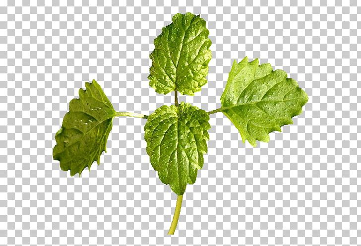 Tea Mentha Spicata Photosynthesis PNG, Clipart, Abdominal, Botany, Bubble Tea, Can, Can Be Used As Medicine Free PNG Download