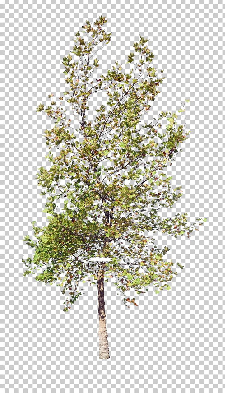 Twig Shrub PNG, Clipart, Birch, Branch, Flowering Plant, Others, Plant Free PNG Download