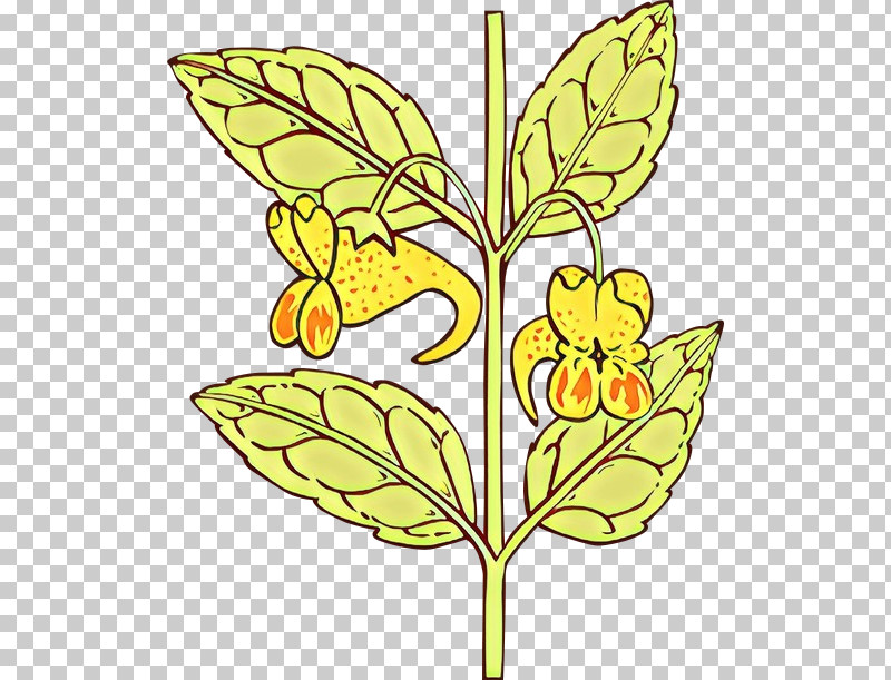 Leaf Flower Plant Yellow Pedicel PNG, Clipart, Flower, Herbaceous Plant, Leaf, Pedicel, Plant Free PNG Download