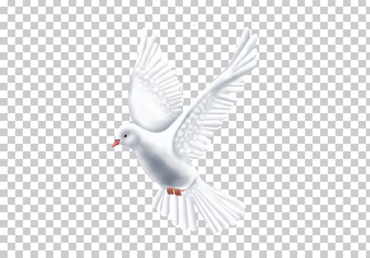 Beak Feather Neck Peace PNG, Clipart, Animals, Apk, Beak, Bird, Feather Free PNG Download