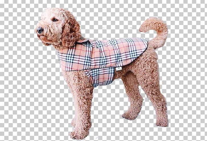 Standard Poodle Miniature Poodle Goldendoodle Cockapoo Spanish Water Dog PNG, Clipart, Breed, Carnivoran, Clothing, Cockapoo, Companion Dog Free PNG Download