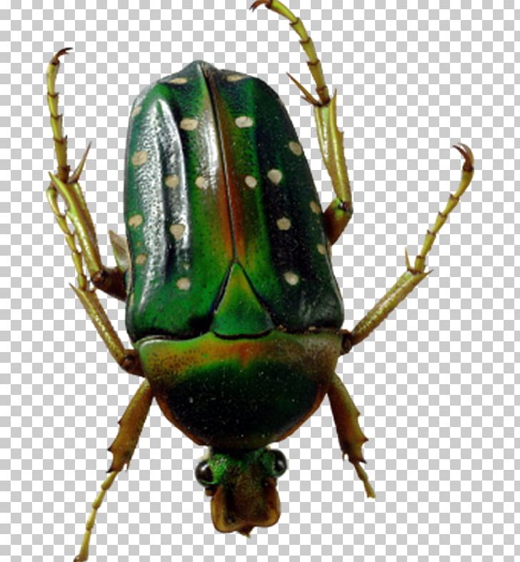 Beetle PNG, Clipart, Animals, Arthropod, Dotted, Dotted Circle, Download Free PNG Download
