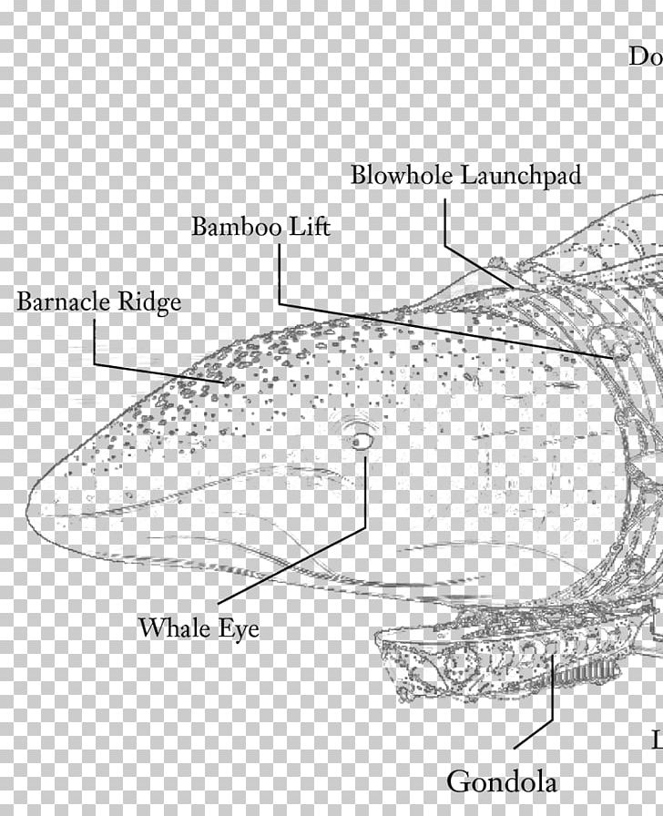 Cetacea Beluga Whale Whaling Human Body Blue Whale PNG, Clipart, Anatomy, Angle, Area, Artwork, Beluga Whale Free PNG Download