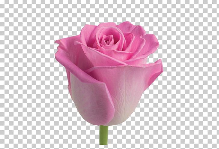 Garden Roses Cut Flowers Centifolia Roses Flower Bouquet PNG, Clipart, Aqua Rose, Artificial Flower, Bud, Centifolia Roses, Cut Flowers Free PNG Download