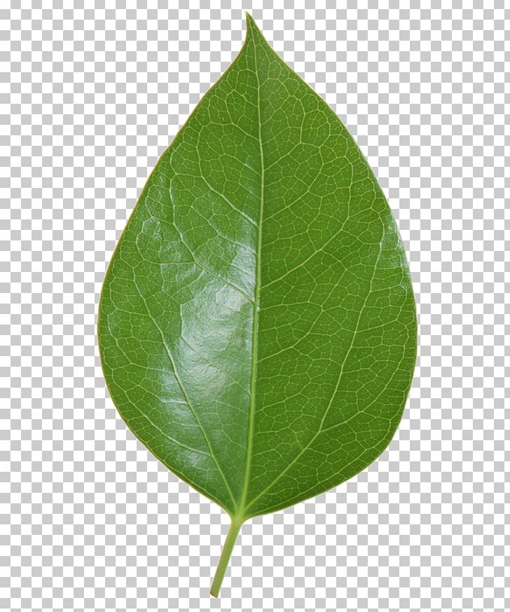 Leaf Plant Stem PNG, Clipart, Leaf, Plant, Plant Stem, Saydam, Transparan Free PNG Download