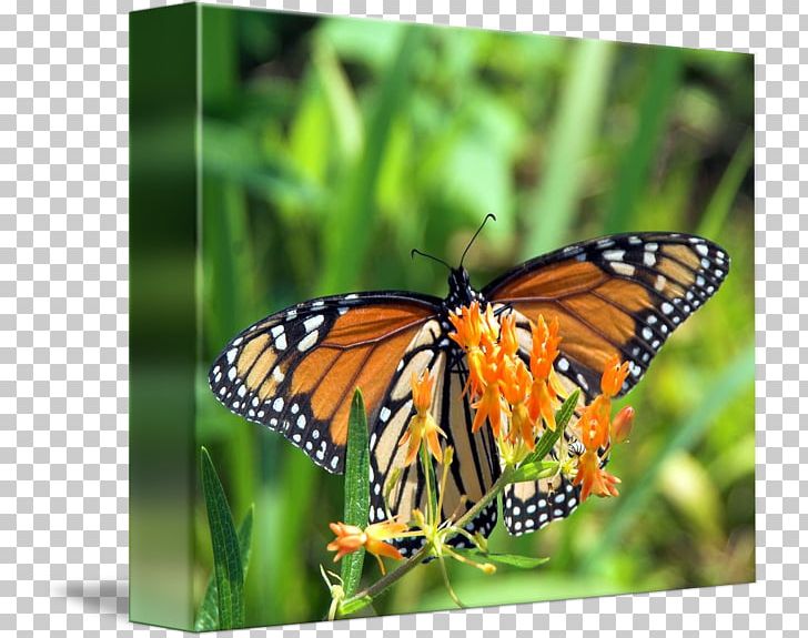 Monarch Butterfly Pieridae Lycaenidae Nymphalidae PNG, Clipart, Arthropod, Brush Footed Butterfly, Butterfly, Glossy Butterflys, Insect Free PNG Download
