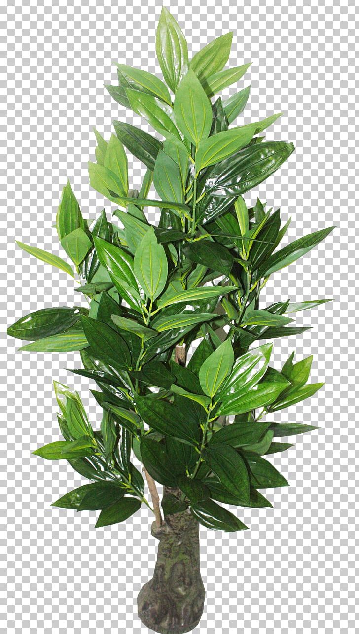 Paranxe1 Pine Araucaria Cunninghamii Plant Tree Seed PNG, Clipart, Bay Laurel, Bonsai, Christmas Tree, Coconut Tree, Compost Free PNG Download