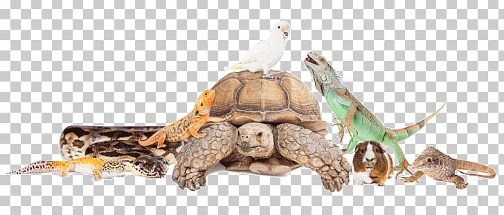 Reptile Common Iguanas Cat Exotic Pet Veterinarian PNG, Clipart, Animal Figure, Bearded Dragon, Cat, Common Iguanas, Exotic Animal Veterinarian Free PNG Download