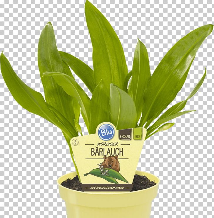 Herbaceous Plant Ramsons Common Rue Perennial Plant PNG, Clipart, Allium, Baum, Bulb, Cardamom, Common Rue Free PNG Download