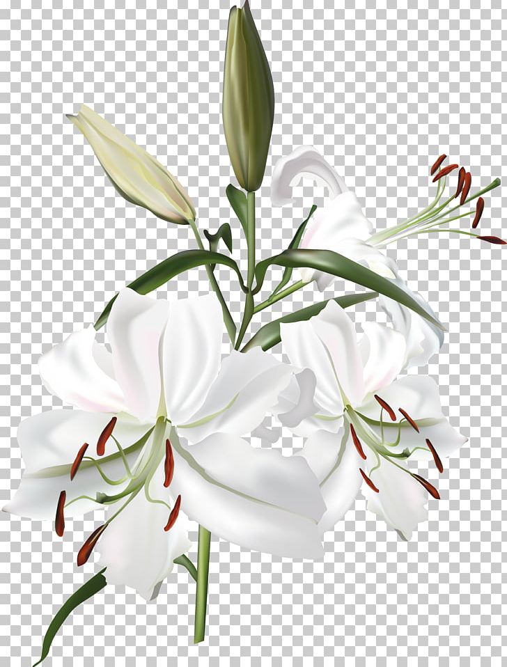 Lilium White PNG, Clipart, Cut Flowers, Download, Encapsulated Postscript, Floral Design, Floristry Free PNG Download