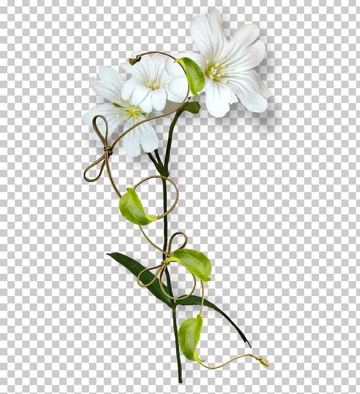 Moth Orchids Cut Flowers Floral Design Plant Stem PNG, Clipart, Blossom, Branch, Cicek, Cicekler, Cicek Resimleri Free PNG Download
