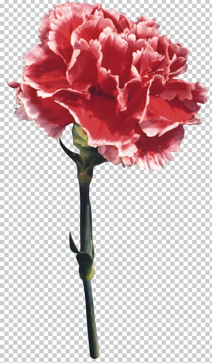 Carnation Flower Kryddernellike Perianth Chrysanthemum PNG, Clipart, Carnation, Chrysanthemum, Cut Flowers, Daffodil, Dianthus Free PNG Download