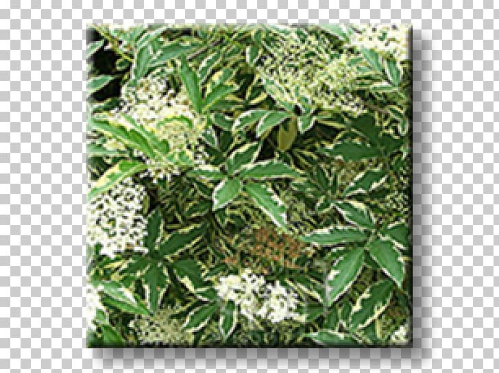 Elder Leaf Shrub Hedge Weigela PNG, Clipart, Clary, Common Sage, Currant, Dogwood, Elder Free PNG Download