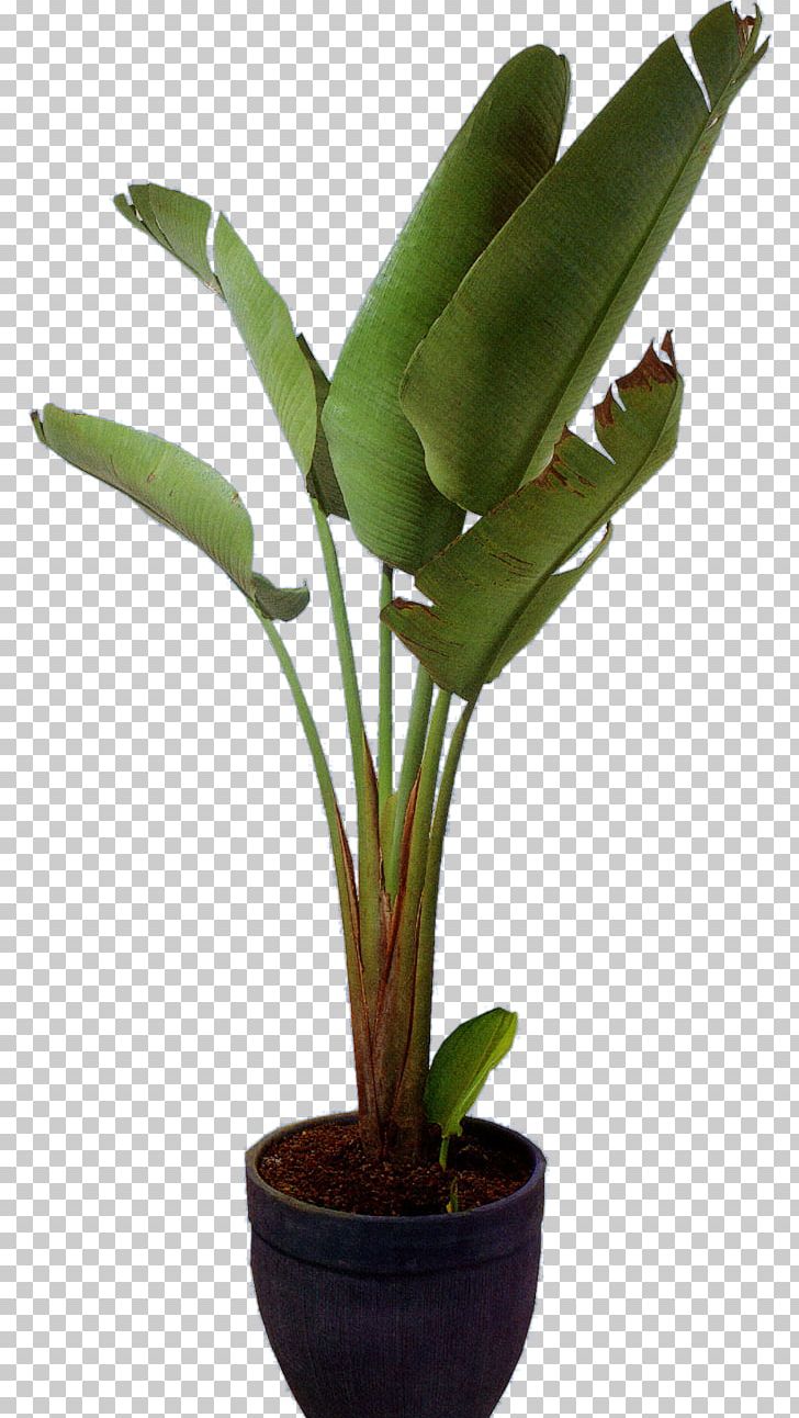 Flowerpot Houseplant Crock PNG, Clipart, Cactaceae, Crock, Cycad, Decoration, Download Free PNG Download